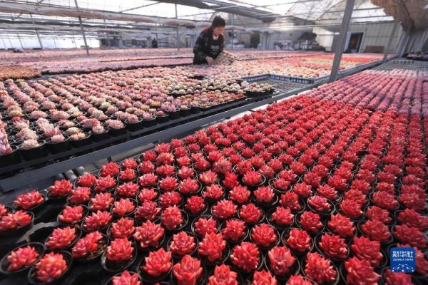 开云体育　　新华社发（梁孝鹏 摄）　　1月29日-开云官网切尔西赞助商(2024已更新(最新/官方/入口)